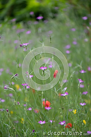 Common corn-cockle Agrostemma githago, flowering in a wild meadow with poppies Stock Photo